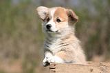 CORGI PEMBROKE 1341